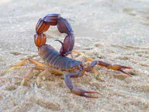 Buy Scorpion Venom Price
