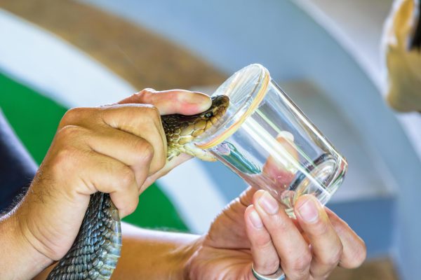 King Cobra Venom for sale
